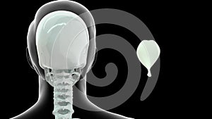 Location of epiglottis bone in Human