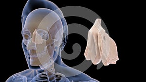 Location of Ethmoid bone in Human