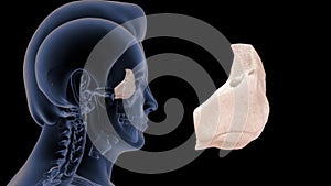 Location of Ethmoid bone in Human