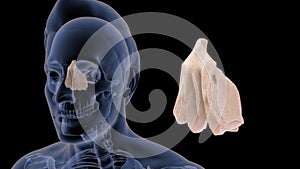 Location of Ethmoid bone in Human