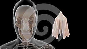 Location of Ethmoid bone in Human