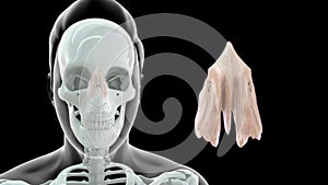 Location of Ethmoid bone in Human