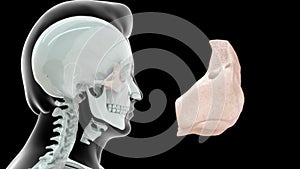 Location of Ethmoid bone in Human