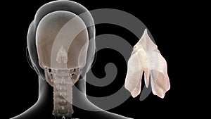 Location of Ethmoid bone in Human