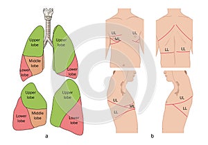 Location of lung lobes photo