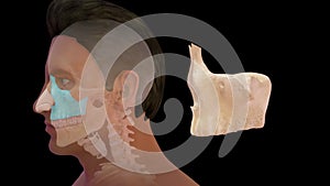 Location of Maxilla bone in Human