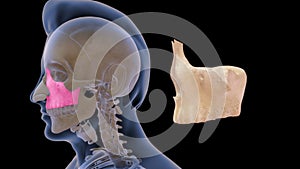 Location of Maxilla bone in Human