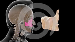 Location of Maxilla bone in Human