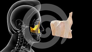 Location of Maxilla bone in Human