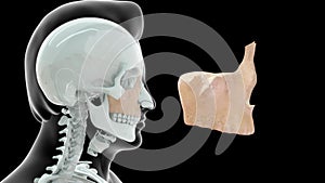 Location of Maxilla bone in Human