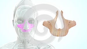 Location of Maxilla bone in Human