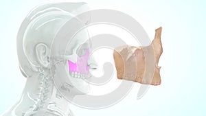 Location of Maxilla bone in Human