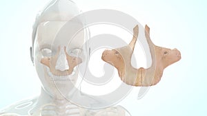 Location of Maxilla bone in Human