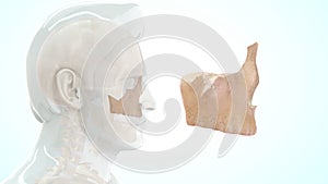 Location of Maxilla bone in Human