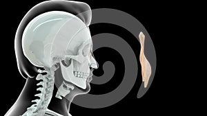 Location of Nasal bone in Human