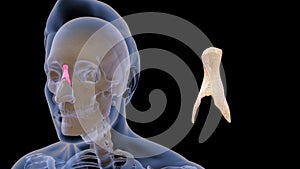 Location of Nasal bone in Human