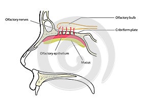 Olfactory bulb photo