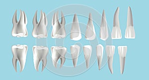 Location and order of human teeth, types of dentist numbering