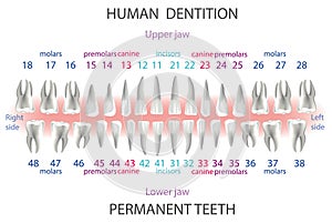 Location and order of human teeth, types of dentist numbering