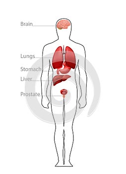 Location organs in male body. Physiological structure diagram of brain and lungs anatomical work.