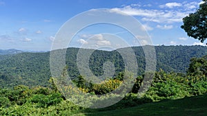 Location photos Khao Yai view point Moist rainforest Filled with various green trees Rich natural atmosphere