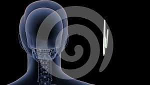 Location of Septal Cartilage in Human