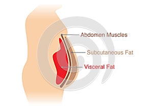 Location of Visceral fat stored within the abdominal cavity. photo