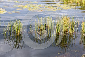 Loch Aboyne Shore