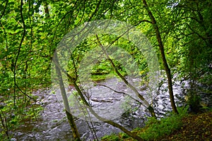 Loch Awe through forest in Argyll and Bute, Scotland