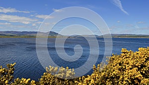 Loch Fleet World Heritage Site With yellow gorse Scottish wildflowers