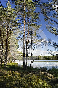 Loch Garten in the Cairngorms National Park of Scotland