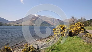 Loch Leven Lochaber Geopark Scotland uk view to Glen coe with snow topped mountains and yellow flowers