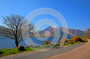 Loch Leven Lochaber Geopark Scotland uk view to Glen coe with snow topped mountains and yellow flowers and just off B863