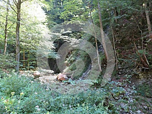 Lochgraben near Aschau in the Chiemgau