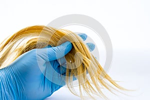 Lock of hair in hand of dermatologist or trichologist, wearing glove on white background. Diagnosis of hair on damage and prepari