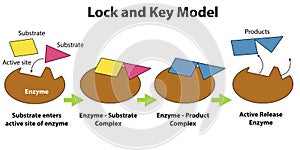 Lock and key model of enzyme catalysis