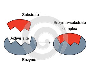 Lock and Key Model Enzyme Substrate Complex