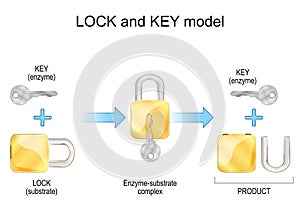 Lock and key model. Enzyme, substrate, products, and chemical mechanism