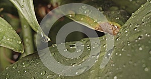 Lockdown Close Up Of Rainwater Dripping And Splashing Onto Green Plant Leaf