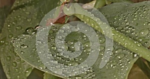 Lockdown Close Up Of Water Collecting In Droplets On Surface Of Green Plant Leaf