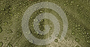 Lockdown Close Up Of Water Collecting In Droplets On Surface Of Green Plant Leaf