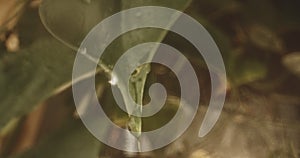 Lockdown Close Up Of Water Dripping And Splashing Onto Green Plant Leaf