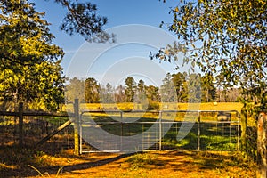 A locked gate that leads to farm land