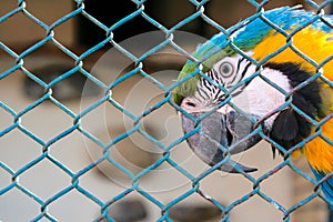 Locked parrot