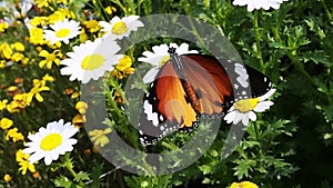 Locked-on shot of a butterfly perching on white flower, Agra, Uttar Pradesh, India