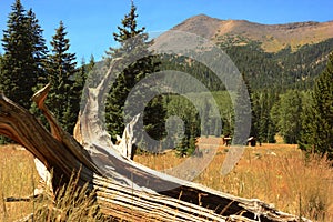 Lockett Meadow, Flagstaff Arizona photo