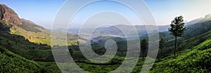 Panoramic view of the misty Lockhart Tea Park and estate in the early morning, Munnar, Kerala, India