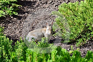 Locking eyes with wild rabbit foraging in garden