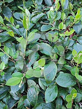 Lockscreen green plants