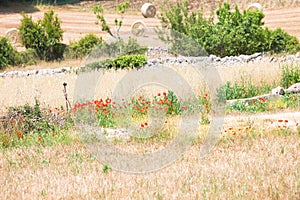Locorotondo, Apulia - Field with hay and red poppy